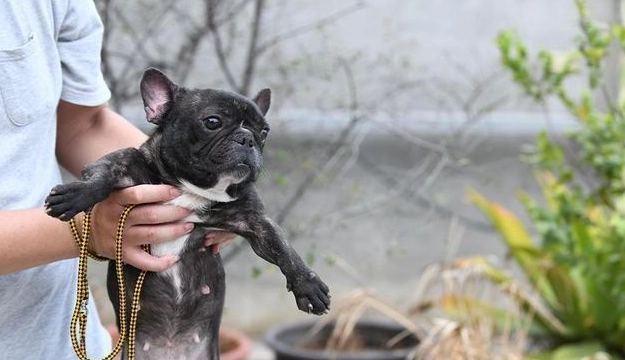 領養法鬥注意事項