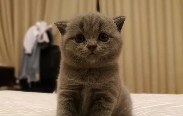 英國短毛貓扁臉