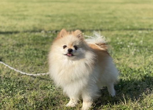 博美犬体重标准