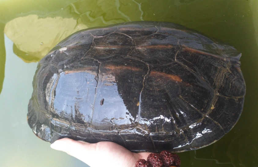 裂紋山烏龜 保育