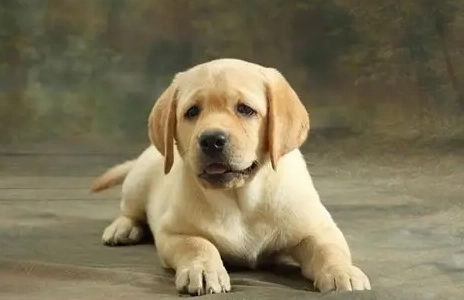 拉布拉多犬飼養