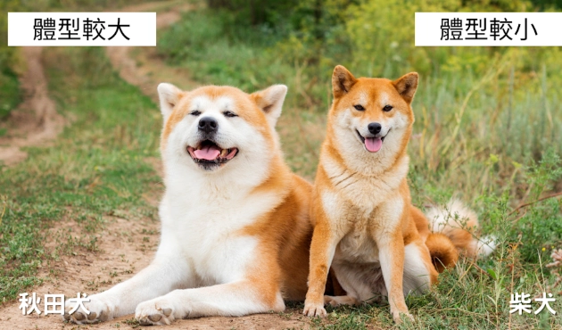 秋田犬柴犬比較