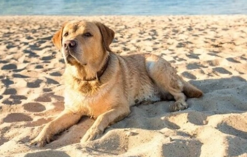 拉布拉多犬領養流程