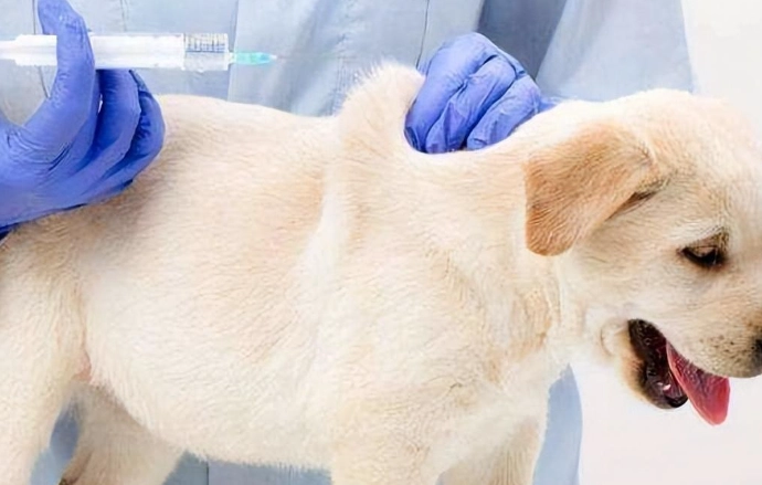 狂犬疫苗後護理