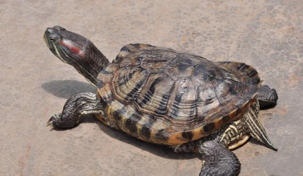 裂紋山烏龜 飼養