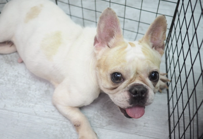 法國鬥牛犬領養