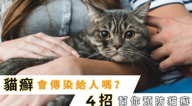 貓瘟會傳染給人類嗎