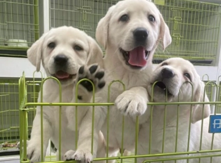 拉布拉多犬舍推薦