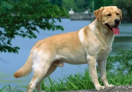 拉布拉多犬性格