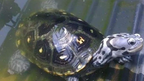 裂紋山烏龜 特徵