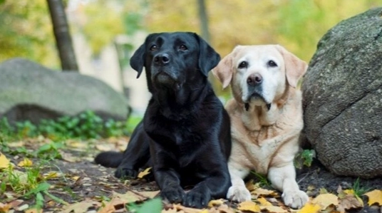 拉布拉多犬領養流程