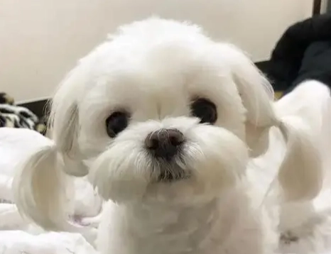 瑪爾濟斯比熊混種