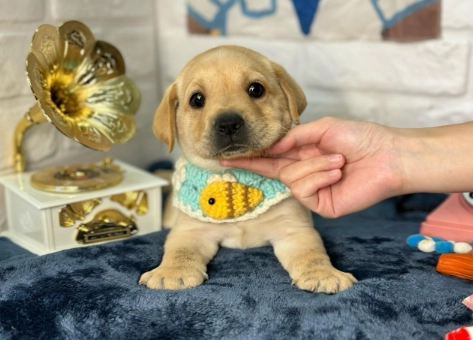 拉布拉多幼犬購買