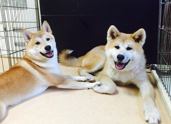 秋田犬柴犬比較