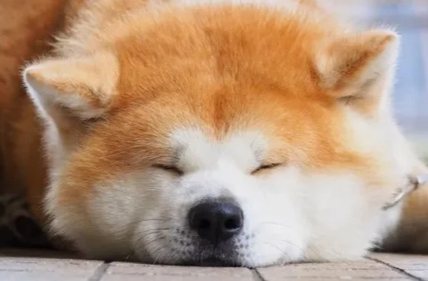 秋田犬領養流程