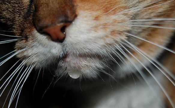 貓口水過多治療