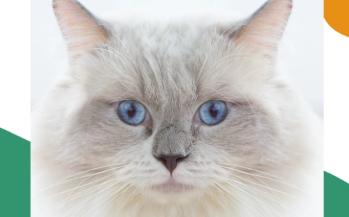 如何延長曼赤肯壽命