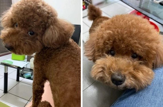 台灣貴賓狗領養機構