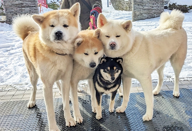 秋田犬與柴犬比較