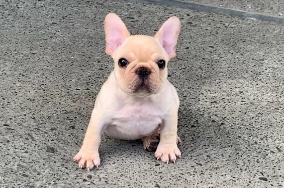 法國鬥牛犬體型標準