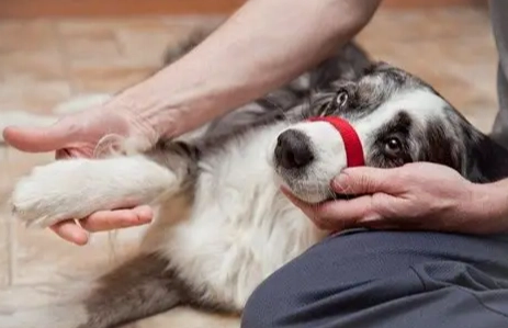 狗狗趾間炎散步