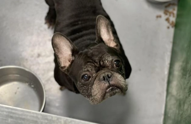 法國鬥牛犬領養