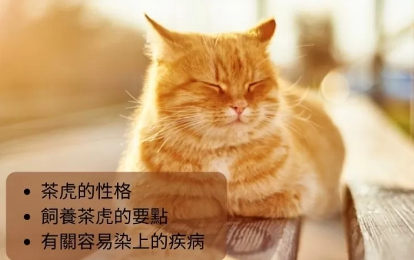 曼赤肯貓平均壽命