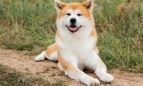 秋田犬領養注意事項