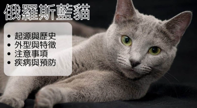 曼赤肯貓平均壽命