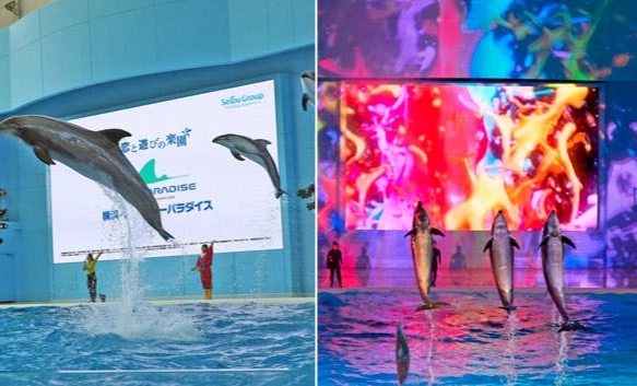 橫濱八景島水族館表演