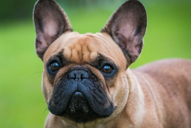 法國鬥牛犬飼養