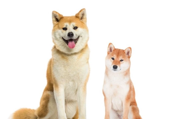 柴犬秋田犬飼養