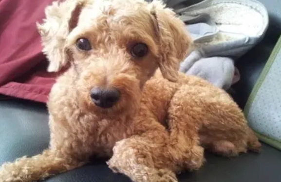 領養貴賓狗流程