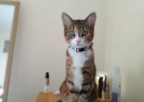 貓尾巴動作意思