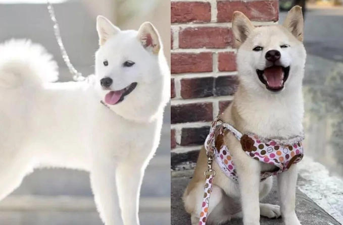 白色柴犬健康問題