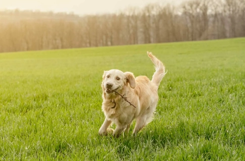 黃金獵犬體重管理