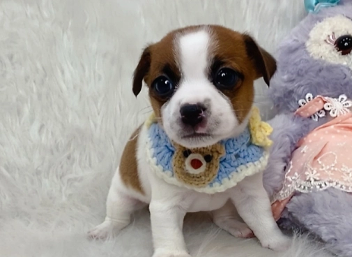 傑克羅素梗犬聰明度