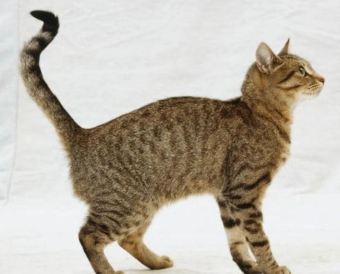 貓咪身體語言解讀