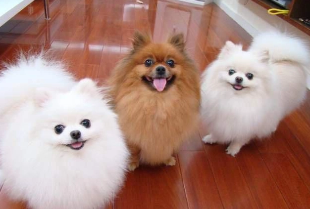 博美犬飼養方法