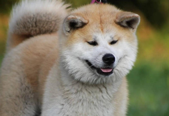 秋田犬領養流程
