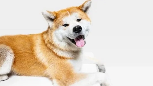 秋田犬領養注意事項