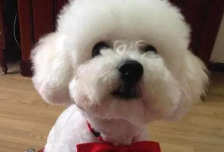 貴賓剪尾巴原因