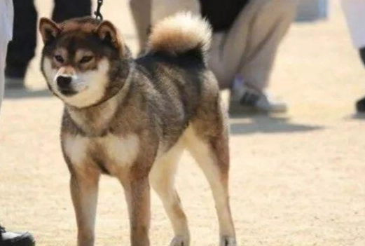 胡麻柴犬飼養方法