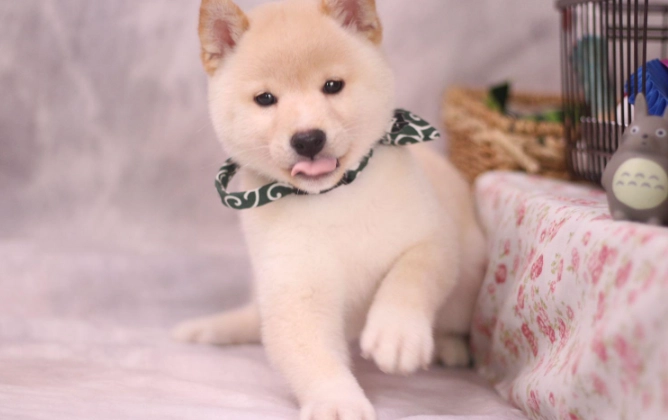 白色柴犬健康問題