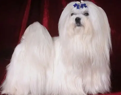 長毛馬爾濟斯美容