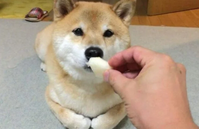 狗飲食安全禁忌