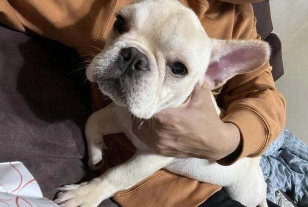 法國鬥牛犬領養