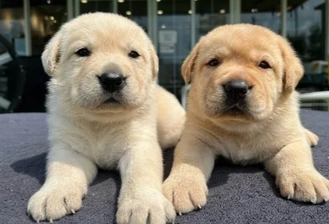領養拉布拉多犬注意事項