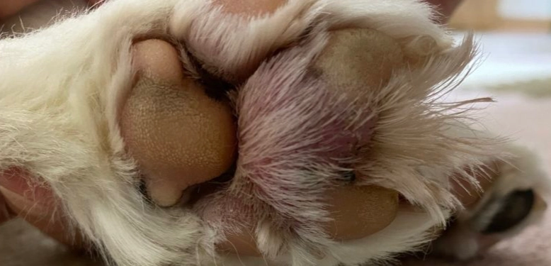 狗狗趾間炎症狀