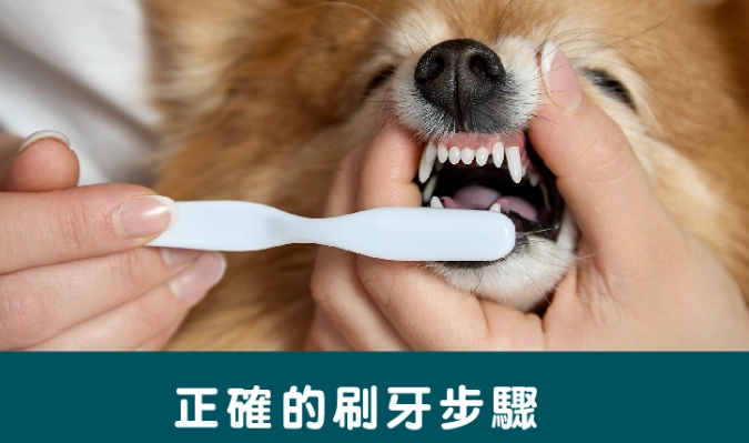 洗牙前禁食時間